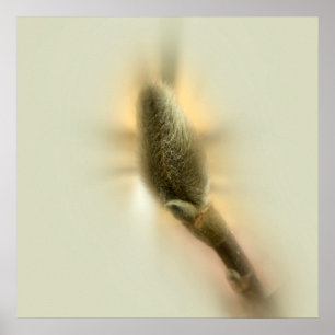 Affiches bourgeon de magnolia