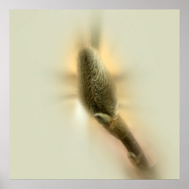 Affiches bourgeon de magnolia (Devant)