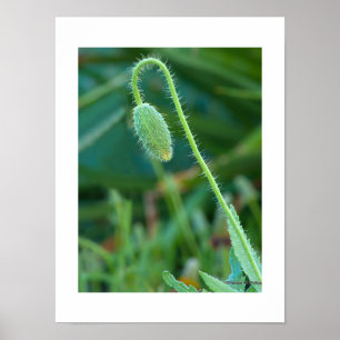 Affiches Bourgeon de Pavot Vert Épineux en Cours Macro Phot