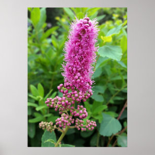 Affiches bourgeons roses