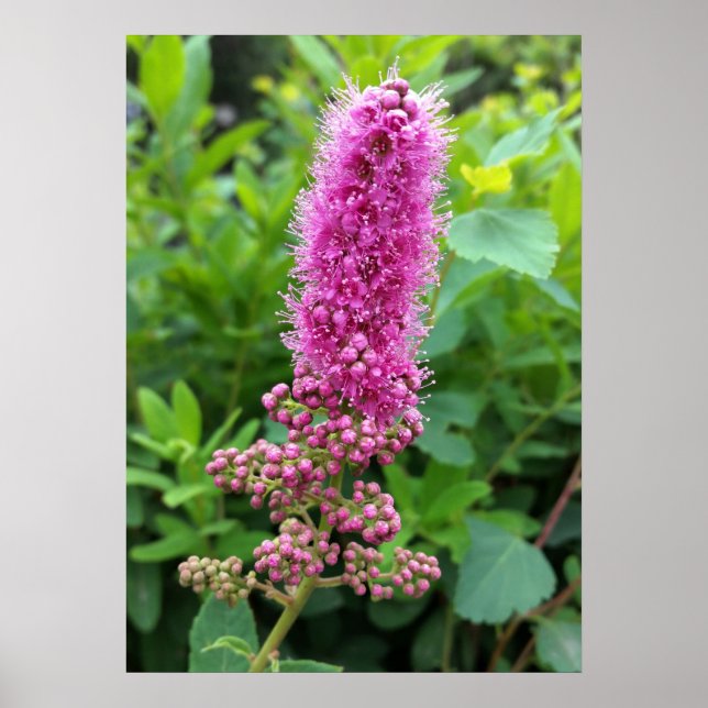 Affiches bourgeons roses (Devant)
