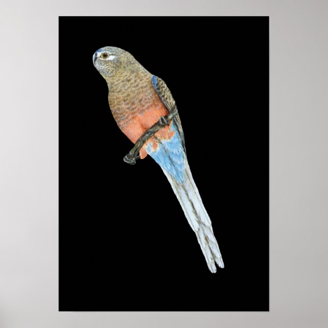 Affiches Bourke's Parrot - Neophema bourkii (Devant)