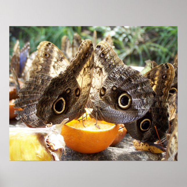 AFFICHES BOUTEILLES (Devant)