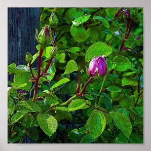 Affiches Boutons de rose