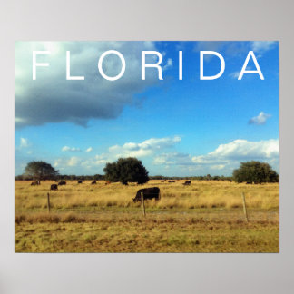 Affiches Bovins de Floride