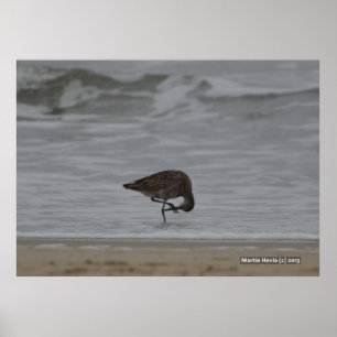 Affiches Bows Sandpiper