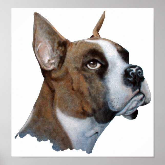 Affiches Boxer (Devant)