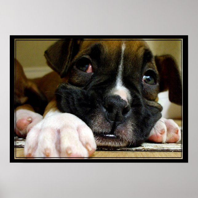 Affiches Boxer Puppy canvas print (Devant)