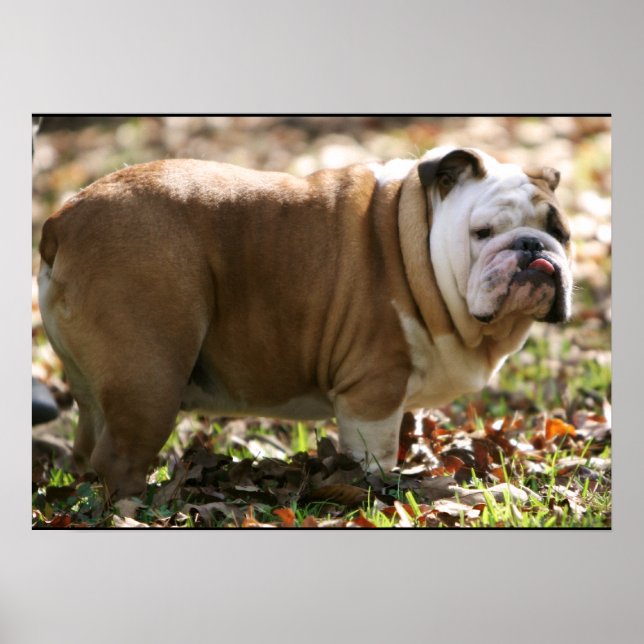 Affiches Boy Named Sue (Devant)