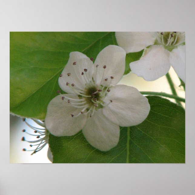 Affiches Bradford Pear Bloom (Devant)