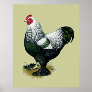 Affiches Brahma : Coq foncé