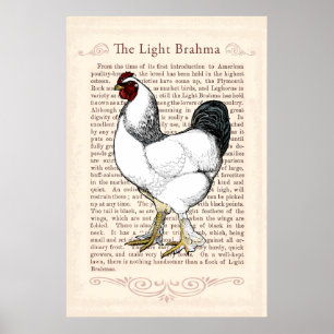 Affiches Brahma Poulet Pays Cuisine Décor Vintage