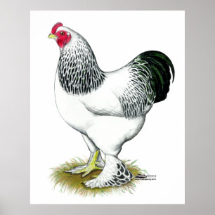 Affiches Brahma : Rooster léger