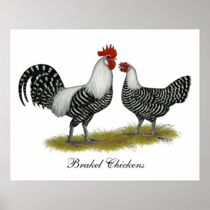 Affiches Brakel Chickens