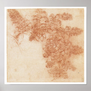 Affiches Branche de Blackberry, Leonardo da Vinci