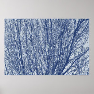 Affiches Branches de bouleau - Effet Cyanotype