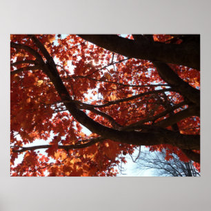 Affiches Branches d'érable rouge Couleurs d'automne