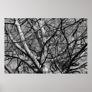 Affiches Branches d'hiver illuminées (B&W)