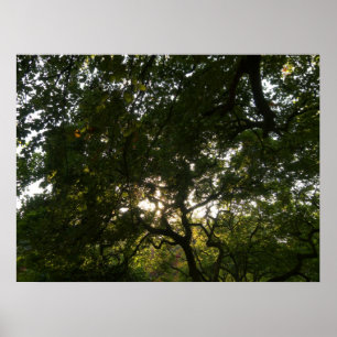 Affiches Branches japonaises IV