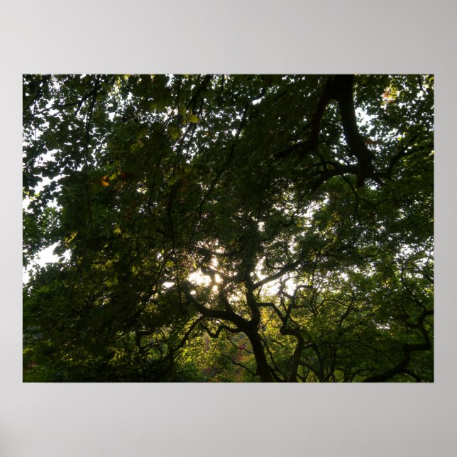 Affiches Branches japonaises IV (Devant)