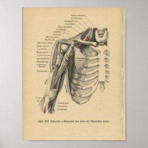 Affiches Bras d'épaule d'impression d'anatomie d'Allemand