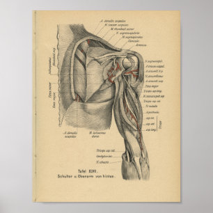 Affiches Bras d'épaule d'impression d'anatomie d'Allemand