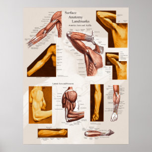Affiches Bras et épaule extérieurs d'affiche d'anatomie de