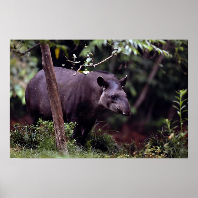 Affiches Brazilian Tapir (Tapirus terrestris) (Devant)