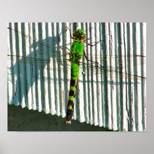Affiches Bright Green Dragonfly Close Nature