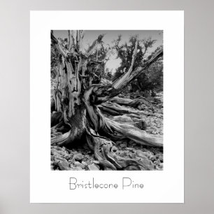 Affiches Bristlecone