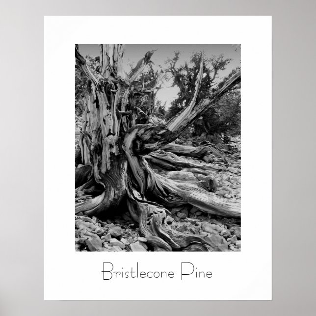 Affiches Bristlecone (Devant)