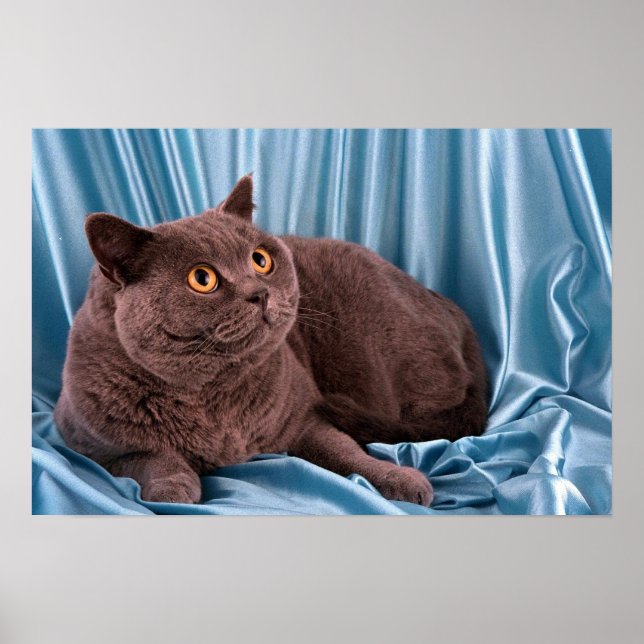 Affiches British Shorthair, bleu (Devant)