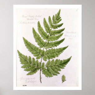 Affiches Broad Prickly-toothed Buckler Fern, painted at Bra