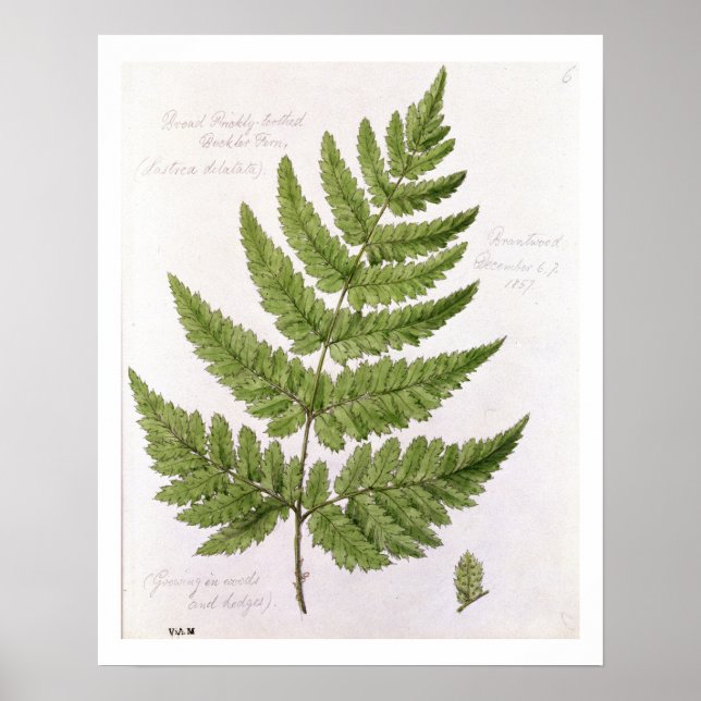 Affiches Broad Prickly-toothed Buckler Fern, painted at Bra (Devant)