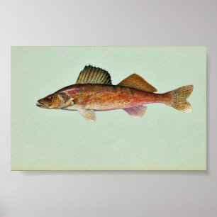 Affiches Brochets vairons