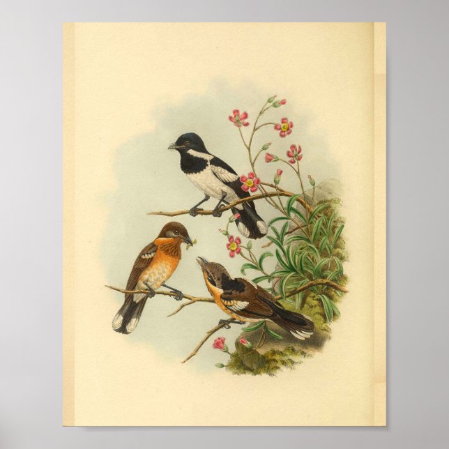 Affiches Brodie's Flycatcher Brown Bird Imprimer Vintage (Devant)