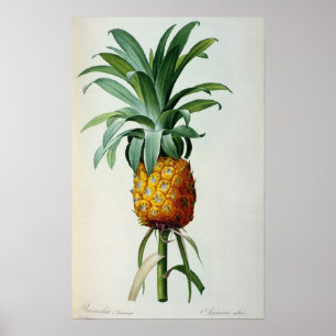 Affiches Bromelia Ananas, de 'Les Bromeliacees'