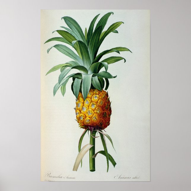 Affiches Bromelia Ananas, de 'Les Bromeliacees' (Devant)