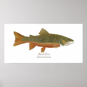 Affiches Brook Trout