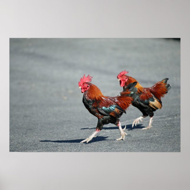 Affiches "Bros On a Stroll" (Devant)