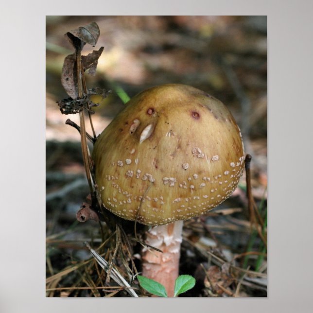 Affiches Brown Bois Champignons Nature (Devant)