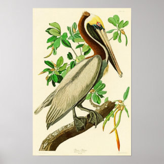 Affiches Brown Pelican John James Audubon Birds of America