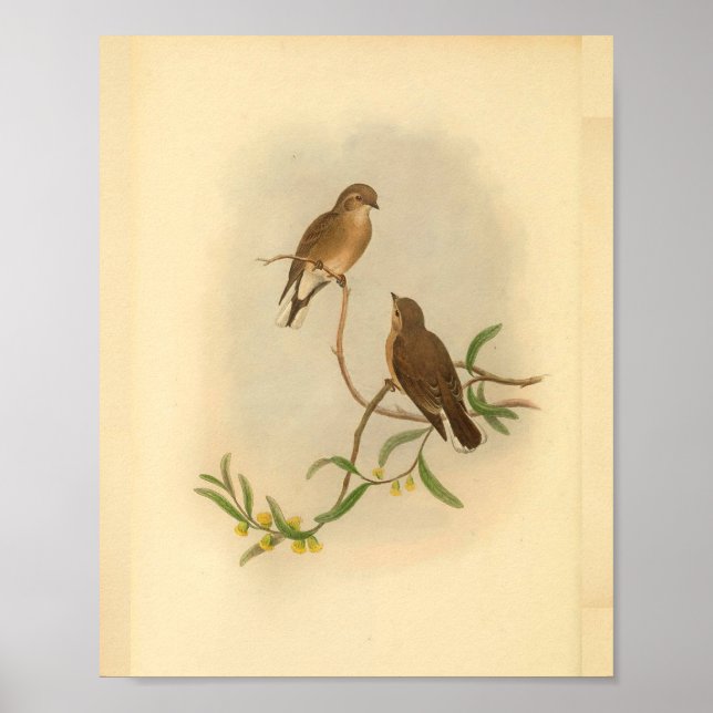 Affiches Brown Western Microeca Bird Imprimer Vintage (Devant)