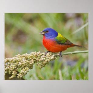 Affiches Bruant à tête noire (Passerina ciris) mâle en trai