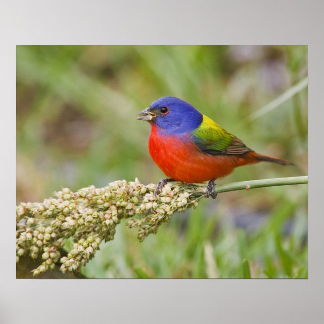 Affiches Bruant à tête noire (Passerina ciris) mâle en trai (Devant)