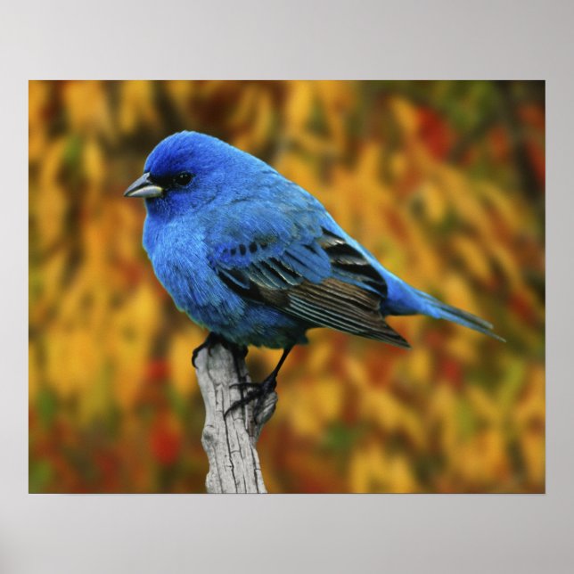 Affiches Bruant indigo mâle, Passerina cyanea (Devant)