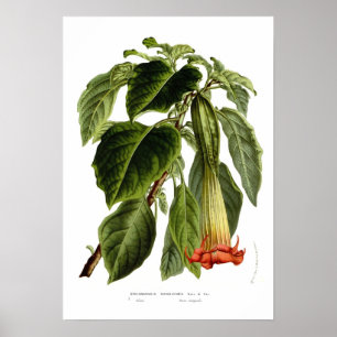 Affiches Brugmansia sanguinea (trompette d'Angel)