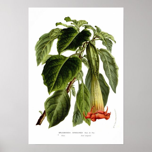 Affiches Brugmansia sanguinea (trompette d'Angel) (Devant)