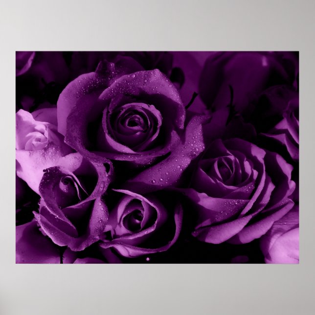 Affiches Brume pourpre (Devant)