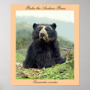Affiches Bubu l'ours andin chez Yanahurco, Equateur
